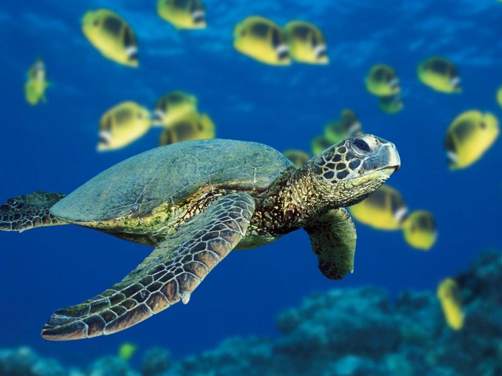 Green sea turtle